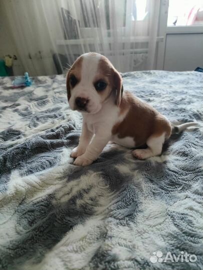 Щенки бигль