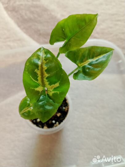 Сингониум 6