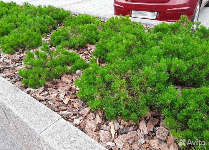 Мульча сосновая кора