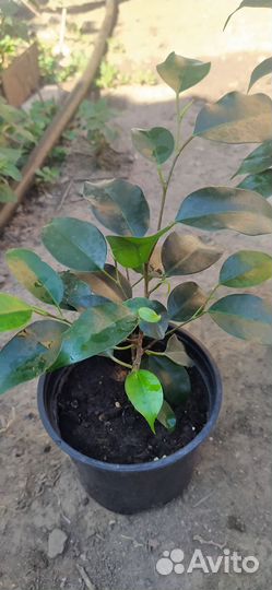 Цветок фикус мелколистный