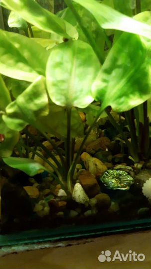 Аквариумное растение и гуппи