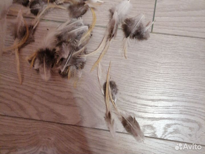 Гусиные и петушиные перья