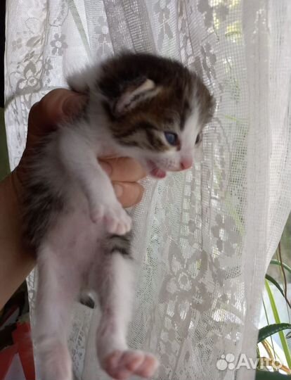 Котята в добрые руки бесплатно