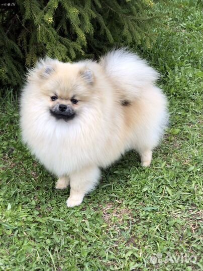 Щенки померанского шпица