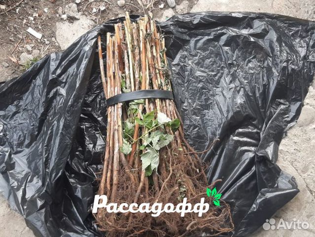 Саженцы малины. Зимостойкие сорта