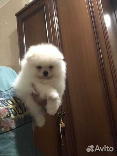 Мальчик шпиц миниатюрный