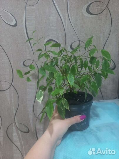 Фикус бенджамина