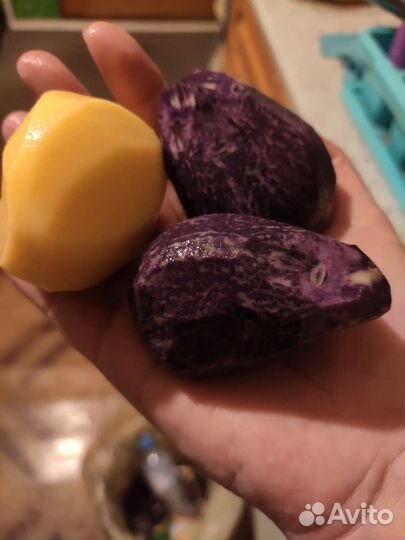 Семеной фиолетовый картофель и на еду