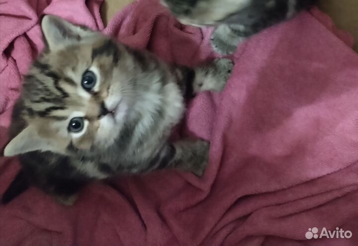 Шотландские котята