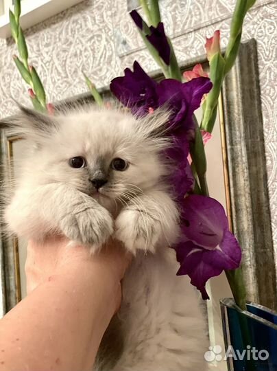 Невская маскарадная