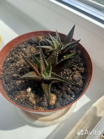 Суккуленты