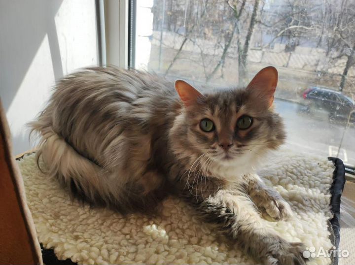 Ненавязчивая сибирская кошка в добрые руки