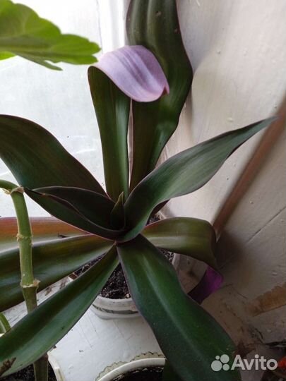 Традесканция Рео