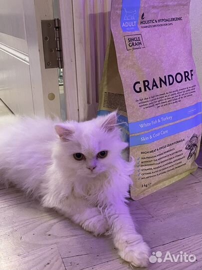 Персидский котик на вязку