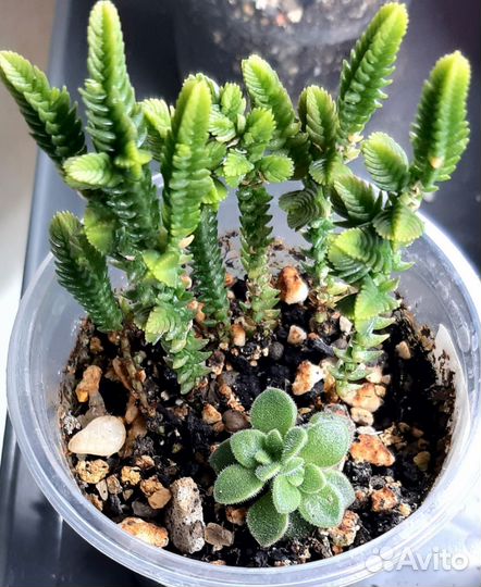 Суккуленты и садики из сукулентов