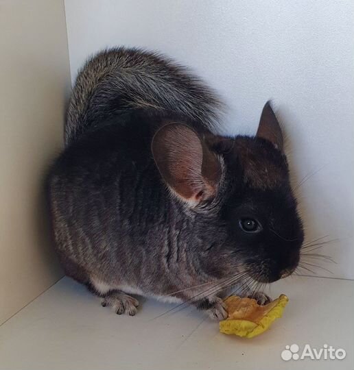 Шиншилленок мальчик черный бархат 2,5 мес
