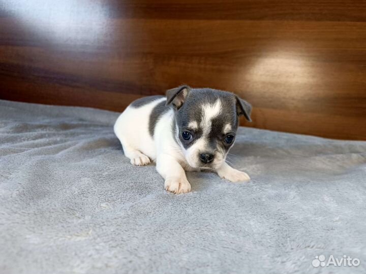 Щенки чихуахуа девочки