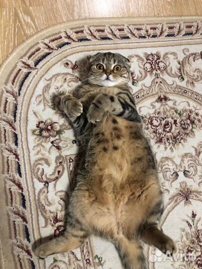 Кошка