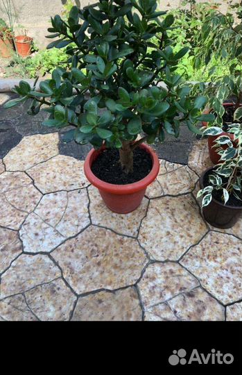 Большие цветы