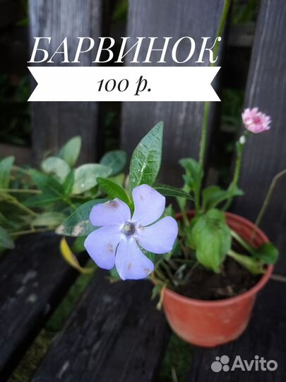 Садовые многолетние цветы