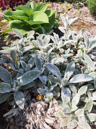 Многолетники- почвопокровники