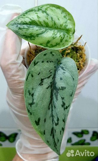 Сциндапсусы сортовые