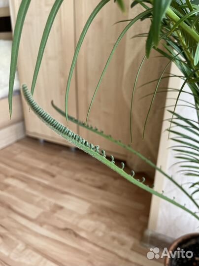 Цикас/саговник с доставкой