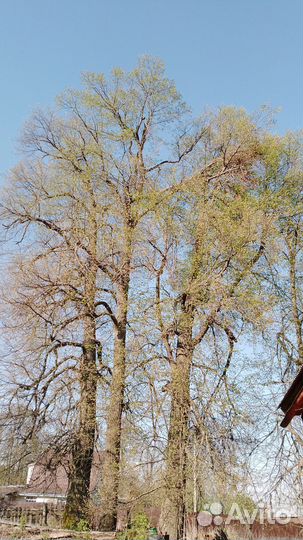 Липа для поделок