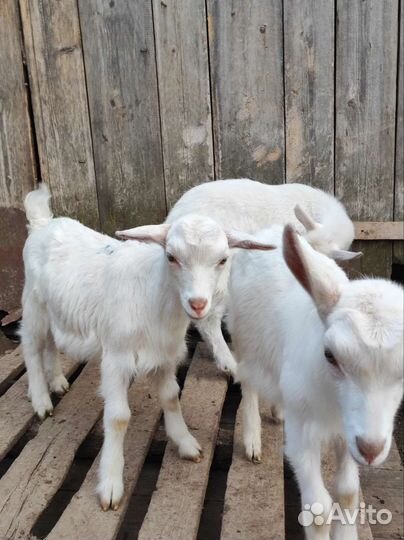 Козлята