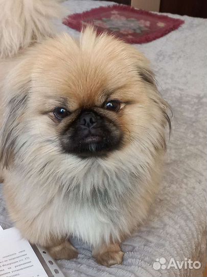 Вязка пекинес