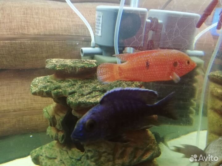 Рыбки для аквариума