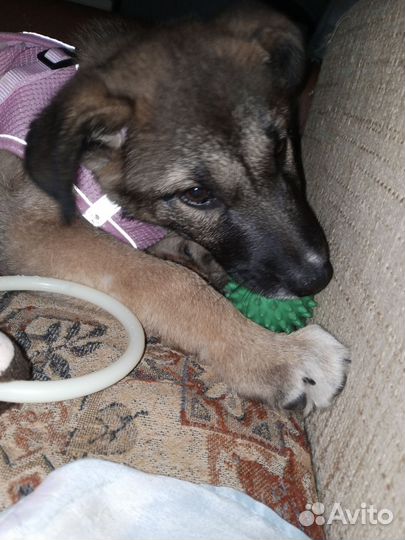 Щеночек в добрые