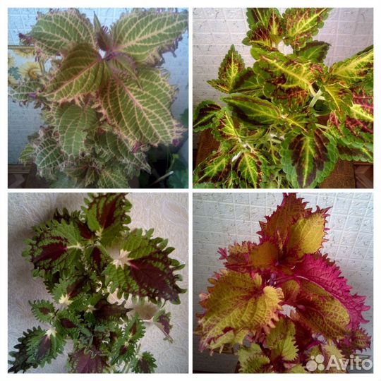 Колеусы сортовые