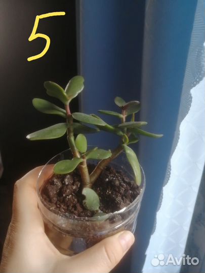 Продам денежные деревья