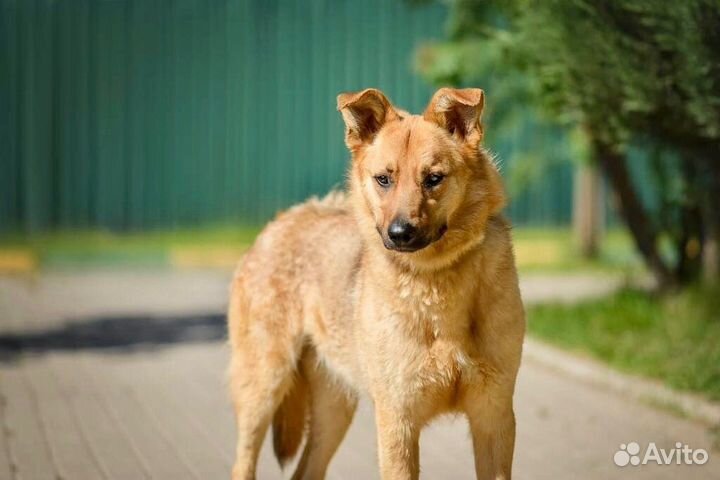 Пес, которого никто не замечает