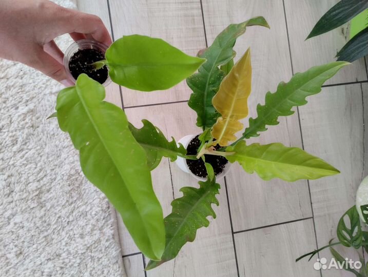 Комнатные растения