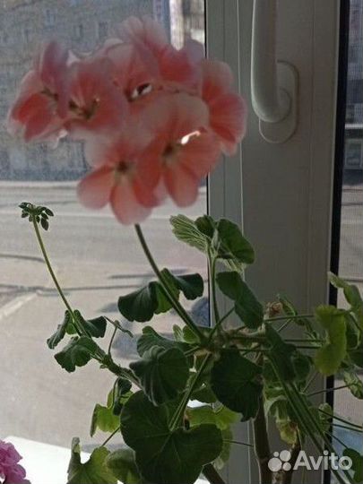 Герань пеларгония сортовая