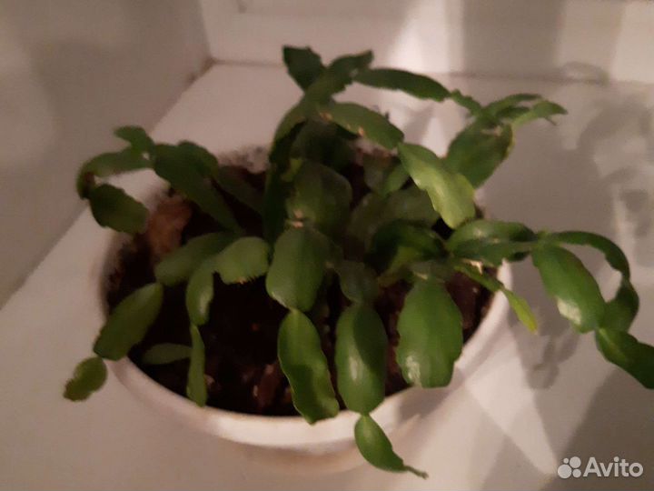 Декабрист розовый взрослый