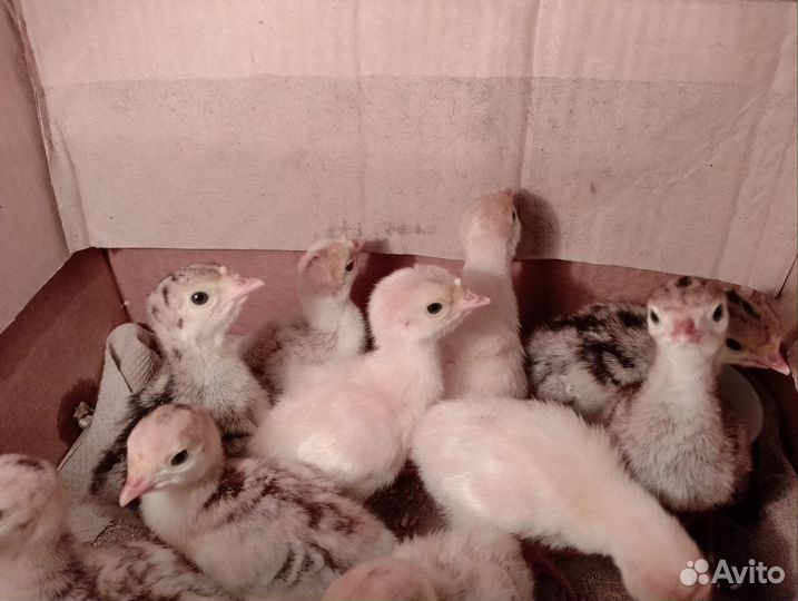 Индюшата подрощенные