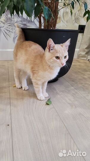 Котенок в добрые руки
