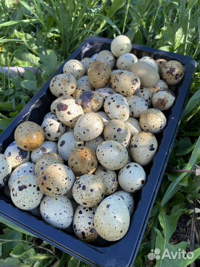 Мясо утки, бройлера. Яйца