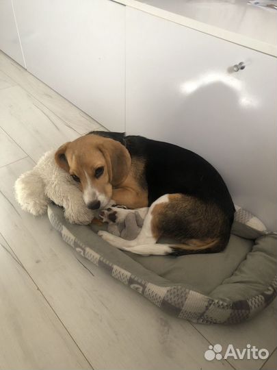 Бигль в добрые руки