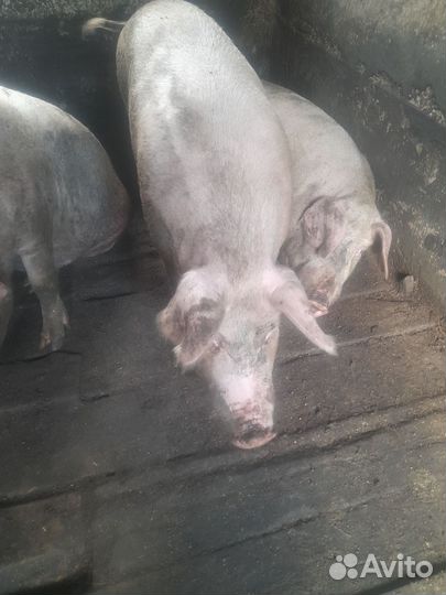 Супоросная свиноматка