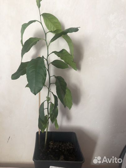 Саженцы лайма