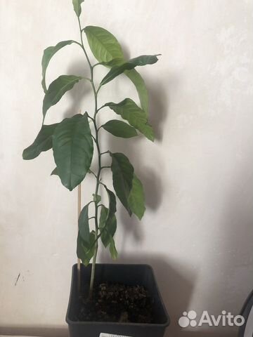 Саженцы лайма