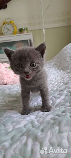 Котята британец метисы