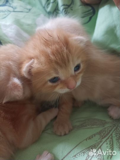 Котики бесплатно в добрые руки