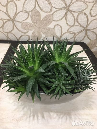 Суккулент Хавортия, Крассула