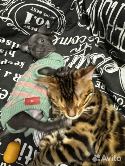 Бенгальский мальчик