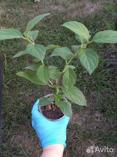 Гортензия Пинк Даймонд